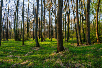 beautiful forest with green grass at sunrise, Czech Republic
