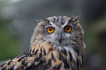 An owl graces the camera with a piercing stare