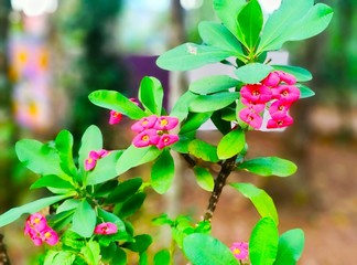Natural flower in home garden