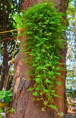 Grass type plant on the tree innovation of jome garden