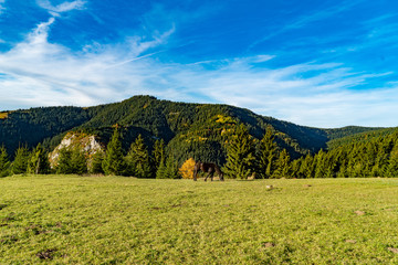 Obraz premium Portrait of a beautiful horse in autumn landscape.