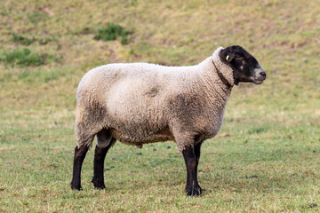Der stolze Suffolk Schafs Widder auf der Weide