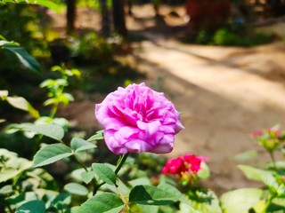 Fototapeta premium pink flowers in the garden