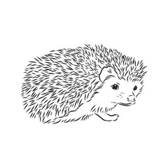 Hedgehog sketch drawing isolated on white background, hedgehog, vector sketch illustration