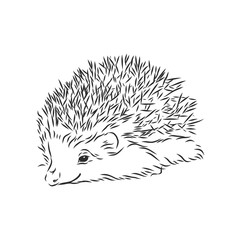 Hedgehog sketch drawing isolated on white background, hedgehog, vector sketch illustration