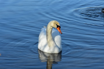 Vogelfotografie am See,