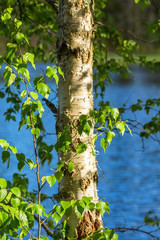 Birch tree by a lake in the spring