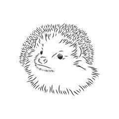 Hedgehog sketch drawing isolated on white background, hedgehog, vector sketch illustration