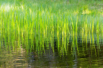 Reed pattern reflecting in the water