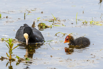 Coot with a chick in the lake