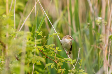 Sedge warbler perched on a straw