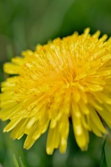 close up of yellow dandelion