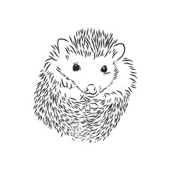 Hedgehog sketch drawing isolated on white background, hedgehog, vector sketch illustration
