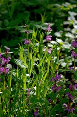 pink flowers in the forest 