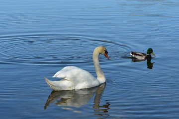 Vogelfotografie am See,