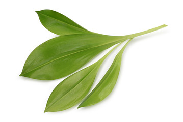 Green leaves isolated on white background this has clipping path.  