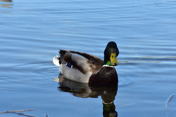 Vogelfotografie am See,
