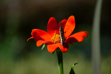 butterfly on flower