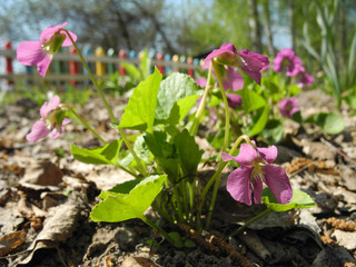 Early blooming violet among fallen leaves on background of colorful wooden fence in spring garden     