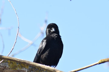 Vogelfotografie am See,