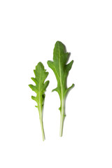 two leaf arugula green leaf lettuce isolated on white background