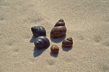 Freedom mood. Shells on the sand. Kyiv Sea 4/04/2020.