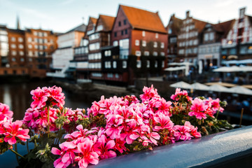 Fototapeta na wymiar Flower pots near the river on a sunny day in Europe. Close-up of pink flowers with blurred old houses on background. View with focus on nice flowers