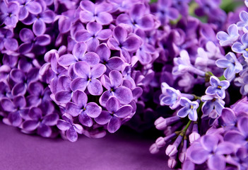 Detail lilac flower background stock images. Fresh blooming lilac flower stock images. Spring background concept. Spring purple flowers on a purple background