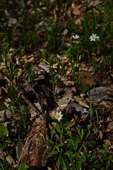 Flowers. Forest which we are looking for. 4/04/2020.