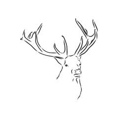 Deer portrait. Hand drawn vector illustration. Can be used separately from your design. portrait of a deer, deer head, vector sketch illustration