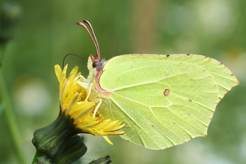 A yellow butterfly, Orechinacea, or Lemongrass (Gonepteryx rhamni) sits on a yellow flower. Close-up