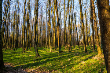 beautiful forest with green grass at sunrise, Czech Republic
