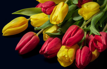 yellow and red tulips with dew drops on a dark background