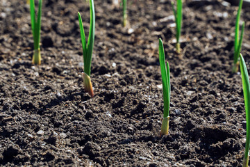 sprouts of young garlic in the spring