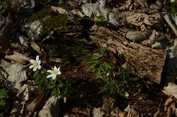 Flowers. Forest which we are looking for. 4/04/2020.