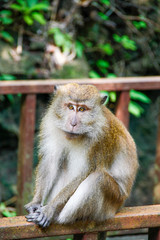 Monkey sitting on a rail with flowers in the background