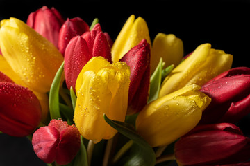 Naklejka premium yellow, red tulips with dew drops on a dark background