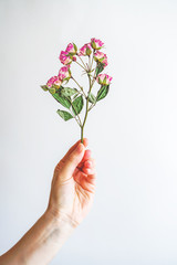 woman`s hand holds dried tea rose on a white background