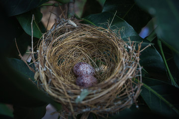Bird's nest on branch tree. illustration with easter eggs for Easter.