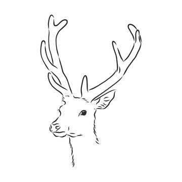 Deer portrait. Hand drawn vector illustration. Can be used separately from your design. portrait of a deer, deer head, vector sketch illustration