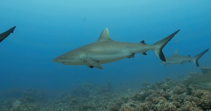 Underwater view of sharks in the Pacific Ocean. Marine life with grey sharks swimming near coral reef in the Sea. Diving in the clear water - 4K