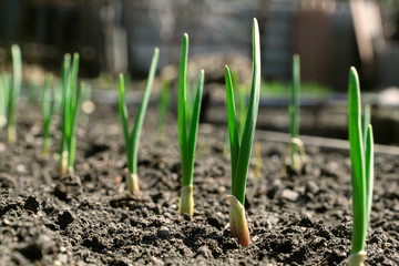 sprouts of young garlic in the spring