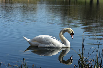 Vogelfotografie am See,