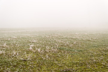 Naklejka premium hoarfrost all over on winter meadow