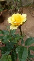 yellow rose on green background