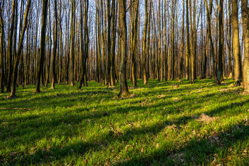 beautiful forest with green grass at sunrise, Czech Republic