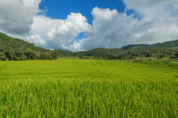 Obraz premium Rice Field maekalngluang north,chiangmai;Thailand