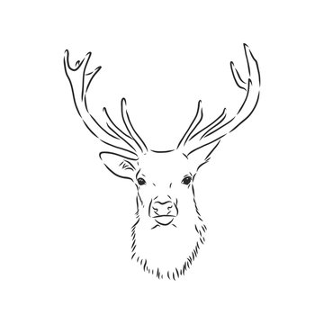 Deer portrait. Hand drawn vector illustration. Can be used separately from your design. portrait of a deer, deer head, vector sketch illustration