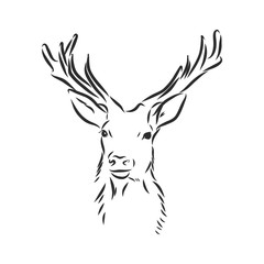 Deer portrait. Hand drawn vector illustration. Can be used separately from your design. portrait of a deer, deer head, vector sketch illustration