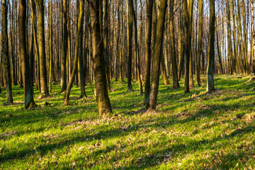 beautiful forest with green grass at sunrise, Czech Republic